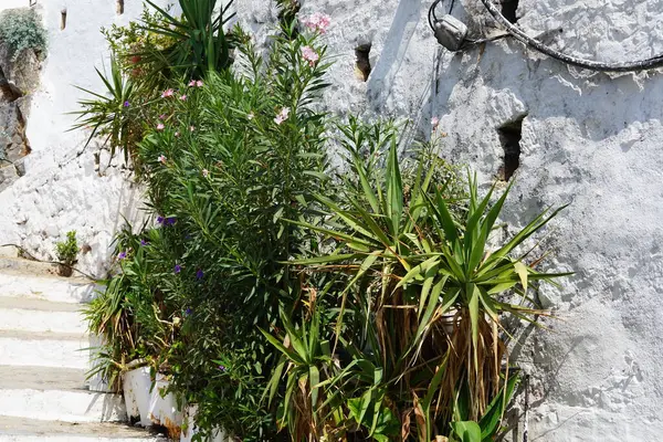 ニウレオランダーとルエリアのシンプルな花が8月に咲きました ニリウムオレランダー オレランダーまたはニリウムは 観賞植物として温帯および亜熱帯地域で世界的に栽培されている低木または小さな木です ロードス島 ギリシャ — ストック写真