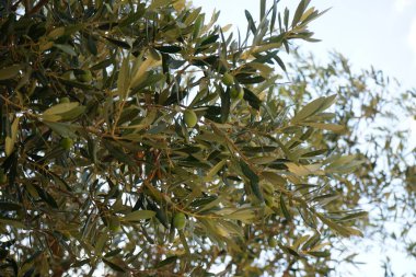 Ağustosta meyveli Olea europaea ağacı büyür. Olea europaea, Oleaceae familyasından Akdeniz Havzası 'nda bulunan bir zeytin türüdür. Rodos Adası, Yunanistan 