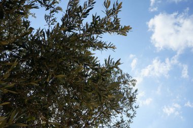 Ağustosta meyveli Olea europaea ağacı büyür. Olea europaea, Oleaceae familyasından Akdeniz Havzası 'nda bulunan bir zeytin türüdür. Rodos Adası, Yunanistan 