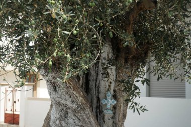 Ağustosta Lardos 'ta bir Olea Avrupai ağacının gövdesinde meyveli bir haç asılı duruyor. Zeytin (