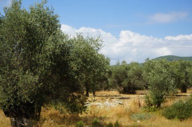 Ağustosta meyveli Olea europaea ağacı büyür. Olea europaea, Oleaceae familyasından Akdeniz Havzası 'nda bulunan bir zeytin türüdür. Rodos Adası, Yunanistan 