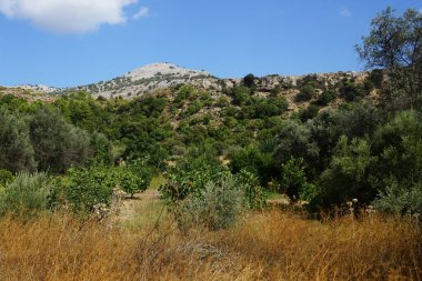 Ağustosta meyveli Olea europaea ağacı büyür. Olea europaea, Oleaceae familyasından Akdeniz Havzası 'nda bulunan bir zeytin türüdür. Rodos Adası, Yunanistan 