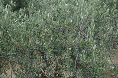 Ağustosta meyveli Olea europaea ağacı büyür. Olea europaea, Oleaceae familyasından Akdeniz Havzası 'nda bulunan bir zeytin türüdür. Rodos Adası, Yunanistan 