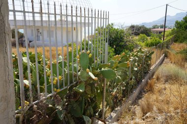 Ağustosta meyveli Opuntia ficus-indica. Opuntia fius-indica, İncir opuntia, İncir opuntia ya da dikenli armut (