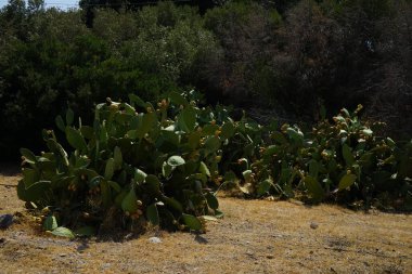 Ağustosta meyveli Opuntia ficus-indica. Opuntia fius-indica, İncir opuntia, İncir opuntia ya da dikenli armut (