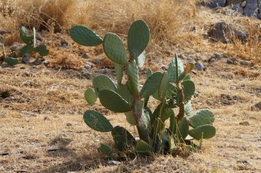 Ağustosta meyveli Opuntia ficus-indica. Opuntia fius-indica, İncir opuntia, İncir opuntia ya da dikenli armut (