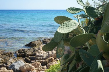 Opuntia ficus-indica ve meyveler Eylül ayında yetişir. Opuntia fius-indica, İncir opuntia, İncir opuntia ya da dikenli armut (