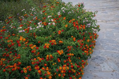 Lantana camara blooms in August. Lantana camara, common lantana, Spanish flag, big-, wild-, red-, white-sage, korsu wiri, korsoe wiwiri, Thirei, is a species of flowering plant. Rhodes Island, Greece  clipart