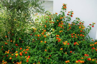 Lantana Camara ağustosta çiçek açar. Lantana camara (İspanyolca: 