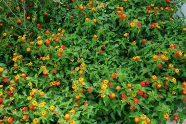 Lantana Camara ağustosta çiçek açar. Lantana camara (İspanyolca: 