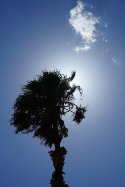 Washingtonia robusta palmiyesi, Eylül ayında mavi gökyüzü ve parlak güneşin arka planına karşıdır. Washingtonia robusta, Meksika fan palmiyesi, Meksika Washingtonia veya skyduster palmiyesidir. Rodos Adası, Yunanistan