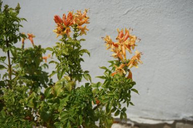 Tecoma capensis 'Orange' ağustos ayında portakal kırmızısı çiçeklerle açar. Tecomaria capensis, Bignoniaceae familyasından bir bitki türü. Rodos Adası, Yunanistan