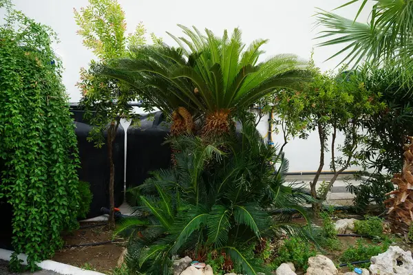 Ağustos 'ta büyüyen erkek üreme konisiyle Cycas revoluta palmiyesi. Cycas revoluta, Sotetsu, sago palmiye, sago cycad, sago cycad, Japon sago palmiyesi, Cycadaceae familyasından bir jimnastik türü. Rodos Adası, Yunanistan 