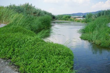 Ağustos ayında Lardos 'ta Fonias nehri veya bitki örtüsü manzarası. Lardos, Yunanistan 'ın Güney Ege bölgesinin Rodos adasının doğu kesiminde yer alan ve yine Fonias olarak da bilinen Lardos deresi üzerinde yer alan bir Yunan köyüdür. 