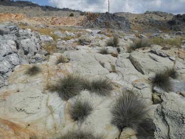 Ağustos ayında Akdeniz ile Eparchiaki Odos Lardou-Lindou otoyolu arasındaki kayalıklarda bitki örtüsü. Lardos, Rodos Adası, Yunanistan