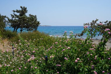 Lantana camara blooms in August. Lantana camara, common lantana, Spanish flag, big-, wild-, red-, white-sage, korsu wiri, korsoe wiwiri, Thirei, is a species of flowering plant. Rhodes Island, Greece  clipart
