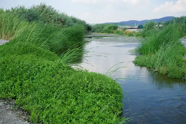 Ağustos ayında Lardos 'ta Fonias nehri veya bitki örtüsü manzarası. Lardos, Yunanistan 'ın Güney Ege bölgesinin Rodos adasının doğu kesiminde yer alan ve yine Fonias olarak da bilinen Lardos deresi üzerinde yer alan bir Yunan köyüdür. 