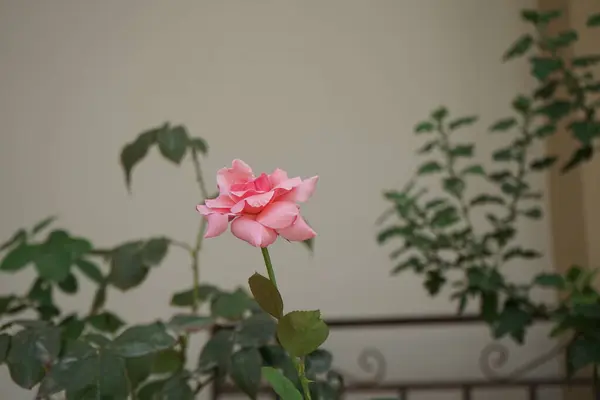 Floribunda rose, Rosa \'Queen Elizabeth\' blooms with pink flowers in August. Rose is a woody perennial flowering plant of the genus Rosa, in the family Rosaceae. Rhodes Island, Greece