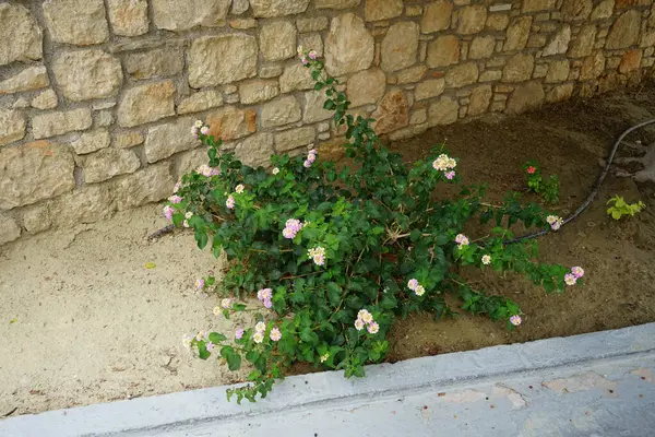 stock image Lantana camara blooms in August. Lantana camara, common lantana, Spanish flag, big-, wild-, red-, white-sage, korsu wiri, korsoe wiwiri, Thirei, is a species of flowering plant. Rhodes Island, Greece 