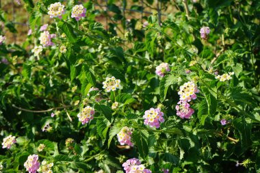 Lantana Camara Eylül 'de çiçek açacak. Lantana camara (İspanyolca: 