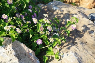 Lantana camara blooms in September. Lantana camara, common lantana, Spanish flag, big-, wild-, red-, white-sage, korsu wiri, korsoe wiwiri, Thirei, is a species of flowering plant. Rhodes Island, Greece  clipart