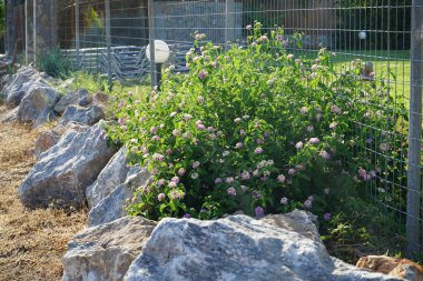 Lantana Camara Eylül 'de çiçek açacak. Lantana camara (İspanyolca: 