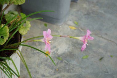 Zephyranthes carinata ağustosta çiçek açar. Zephyranthes carinata, zambakgiller (Felidae) familyasından bir çiçekli çiçek bitkisidir. Rodos Adası, Yunanistan