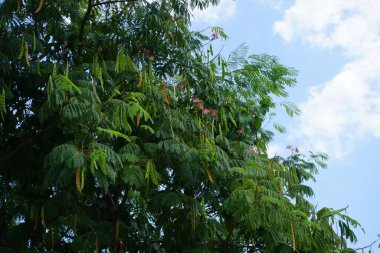 Albizia Julibrissin ağustosta çiçek açar. Albizia julibrissin, Fabaceae familyasından bir ağaçtır. Rodos Adası, Yunanistan
