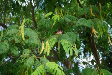 Albizia Julibrissin ağustosta çiçek açar. Albizia julibrissin, Fabaceae familyasından bir ağaçtır. Rodos Adası, Yunanistan