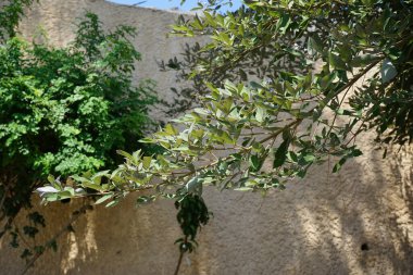 Vitex trifolia ağustosta çiçek açar. Vitex trifolia, basit köhne köşe, büyük bir kıyı çalısı ya da küçük bir ağaçtır. Rodos Adası, Yunanistan 