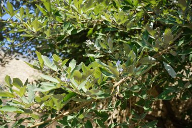 Vitex trifolia ağustosta çiçek açar. Vitex trifolia, basit köhne köşe, büyük bir kıyı çalısı ya da küçük bir ağaçtır. Rodos Adası, Yunanistan 