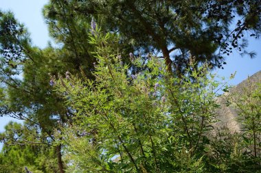 Vitex agnus-castus ağustosta çiçek açar. Vitex agnus-castus (