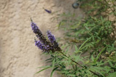 Vitex agnus-castus ağustosta çiçek açar. Vitex agnus-castus (