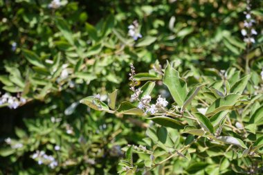 Vitex trifolia ağustosta çiçek açar. Vitex trifolia, basit köhne köşe, büyük bir kıyı çalısı ya da küçük bir ağaçtır. Rodos Adası, Yunanistan 