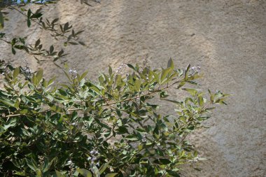Vitex trifolia ağustosta çiçek açar. Vitex trifolia, basit köhne köşe, büyük bir kıyı çalısı ya da küçük bir ağaçtır. Rodos Adası, Yunanistan 