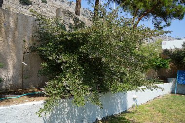 Vitex trifolia ağustosta çiçek açar. Vitex trifolia, basit köhne köşe, büyük bir kıyı çalısı ya da küçük bir ağaçtır. Rodos Adası, Yunanistan 
