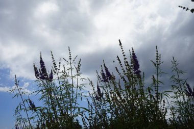 Vitex agnus-castus ağustosta çiçek açar. Vitex agnus-castus (
