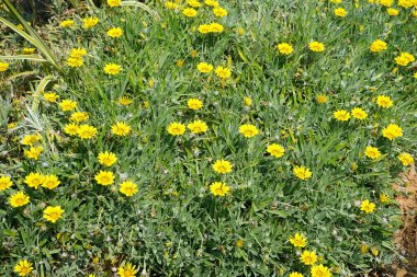 Gazania rigens ağustosta çiçek açar. Gazania rigens, syn. G. splendens, Asteraceae familyasından bir bitki türü. Rodos Adası, Yunanistan 