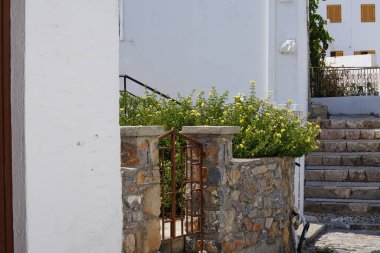Lantana Camara ağustosta çiçek açar. Lantana camara (İspanyolca: 