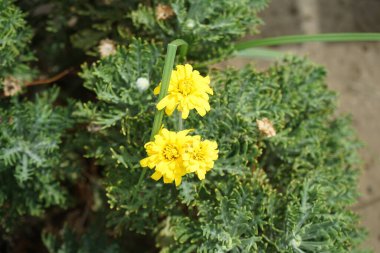 Argyranthemum frutescens, ağustosta bahçede sarı çiçeklerle çiçek açar. Argyranthemum frutescens, Paris papatyası, Marguerite veya Marguerite papatyası çiçekleri ile bilinen uzun ömürlü bir bitkidir. Rodos Adası, Yunanistan