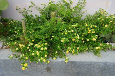 Çiçekli Lantana Camara Eylül 'de kaktüslerin yanında yetişiyor. Lantana camara (İspanyolca: 