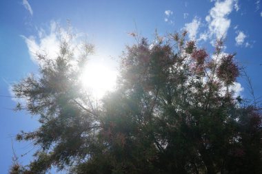 Tamarix gallica subsp. Gallica, ağustosta pembe-mor çiçeklerle açar. Tamarix gallica, Fransız tamarisk, 5 metre yüksekliğe kadar uzanan yaprak döken, otçul, çalı veya küçük bir ağaçtır. Rodos Adası, Yunanistan 