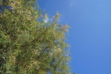 Tamarix nilotica ağustosta krema çiçekleriyle çiçek açar. Tamarix nilotica, Tamarisk familyasından bir çalı türüdür. Rodos Adası, Yunanistan