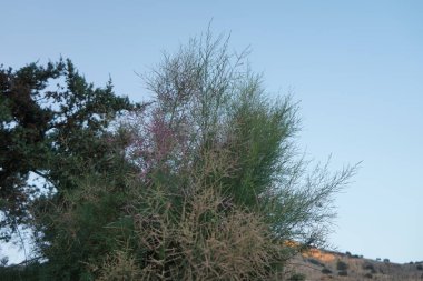 Tamarix gallica subsp. Gallica, ağustosta pembe-mor çiçeklerle açar. Tamarix gallica, Fransız tamarisk, 5 metre yüksekliğe kadar uzanan yaprak döken, otçul, çalı veya küçük bir ağaçtır. Rodos Adası, Yunanistan 