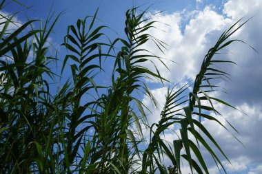 Arundo Donax ağustosta büyür. Arundo donax, dev baston, fil çimi, carrizo, arundo, İspanyol bastonu, Colorado nehir kamışı, vahşi kamış ve dev kamış uzun ömürlü bir bastondur. Rodos Adası, Yunanistan 