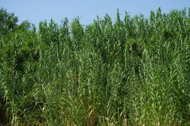 Arundo Donax ağustosta büyür. Arundo donax, dev baston, fil çimi, carrizo, arundo, İspanyol bastonu, Colorado nehir kamışı, vahşi kamış ve dev kamış uzun ömürlü bir bastondur. Rodos Adası, Yunanistan 