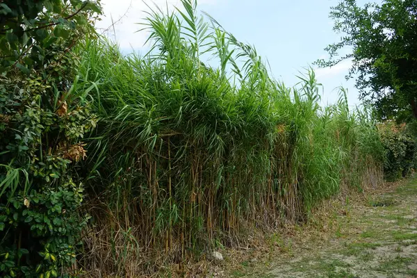 stock image Arundo donax grows in August. Arundo donax, giant cane, elephant grass, carrizo, arundo, Spanish cane, Colorado river reed, wild cane, and giant reed, is a tall perennial cane. Rhodes Island, Greece 