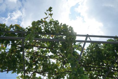 Ağustos ayında bir pergola üzerinde yetişen pembe üzüm üzümü Vitis vinifera. Vitis vinifera, üzümgiller (Felidae) familyasından bir bitki türü. Rodos Adası, Yunanistan