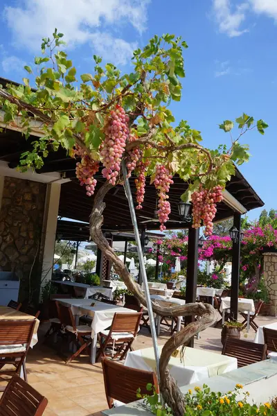 Pink grape Vitis vinifera growing on a pergola in August. Vitis vinifera, the common grape vine, is a species of flowering plant. Rhodes Island, Greece