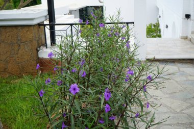 Ruellia Simplex ağustosta mor çiçeklerle çiçek açar. Ruellia simplex, Meksika petunyası, Meksika 'nın BlueBell veya Britton' un vahşi petunyası, çiçekli bir bitki türüdür. Rodos Adası, Yunanistan